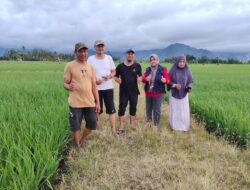 Kadis TPH Tolitoli, Rustan Rewa Monev Pertumbuhan Tanaman Varietas Infari Cakra Buana Agritan di Desa Soni dan Malomba