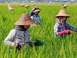 Endang Styawati Sayangkan NTP Khusus Tanaman Pangan di Bawah 100 Poin