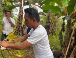 Kunjungi Petani Porang di Pangkep, Syaharuddin Alrif Sapa Masyarakat dengan Pakaian Sederhana dan Santai