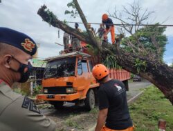 Bersinergi Dengan  SAR Gabungan, Brimob Bone Evakuasi Pohon Tumbang