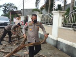 Bahayakan Pengguna Jalan, Brimob Bone Tebang 4 Pohon Lapuk Di Wahidin