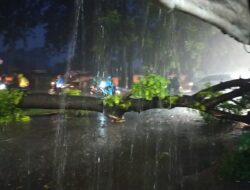 Pohon di Jalan Poros Antang, Satgas Kecamatan Respon Cepat Aduan warga
