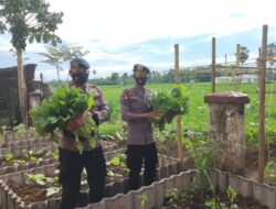 Dukung Program Kemandirian Pangan, Brimob Bone Panen Sayur di Lahan P2L