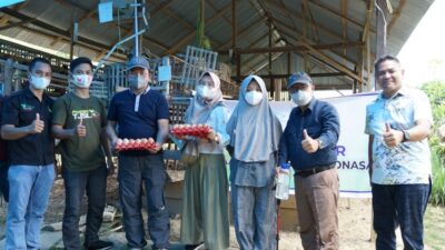 Semen Tonasa Bantu Usaha Ayam Petelur Binaan Berkembang Pesat
