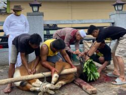 Maknai Idul Adha, Rusli Habibie Sembelih Hewan Qurban Untuk Warga