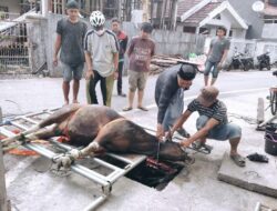 Setelah Sholat Idul Adha, Masjid Al Ikhlas Prima Griya, Sembelih 6 Ekor Sapi Qurban
