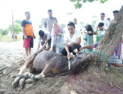 Wakil Ketua DPRD Sulsel, Syaharuddin Alrif Sembelih Hewan Kurban Sendiri
