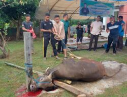 Perayaan Idul Adha 1443 Hijriyah/2022M, Brimob Parepare potong 37 ekor Sapi untuk Qurban
