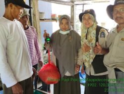 Bantuan Mandiri Benih Mulai Panen di Bone, Hasilnya Berkisar 8 Hingga 10 Ton Per Hektar