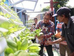 Kunjungi Longwis Haderslave Kelurahan Maloku, Danny Pomanto Panen Tomat dan Pakcoy