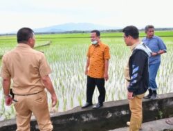 2022, BPS: Produksi Padi Sulsel Naik Jadi 5.431.021 Ton, Imran Jausi Sebut Dipicu Benih Mandiri