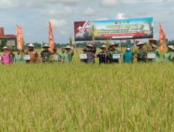Wujudkan Ketahanan Pangan, Pangdam XIV/Hasanuddin Laksanakan Panen Raya dan Bakti Sosial di Kecamatan Simbang Maros