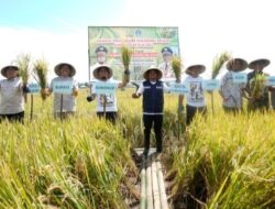 Meningkat Signifikan, Gubernur Sulsel Panen Mandiri Benih di Desa Palakka
