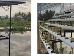 Pertanian Hidroponik Memanfaatkan Energi Baru Terbarukan Pada Kelompok Budidaya Ikan Koi di Desa Bongopini
