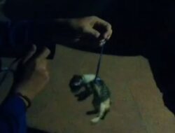 Aksi Peduli Damkar Makassar, Selamatkan Anak Kucing Terjebak di Saluran Air