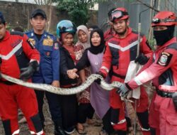 Damkar Makassar Berhasil Evakuasi Ular Panjang 2 Meter di Jalan Daengta Galia
