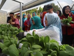 Sofha Marwah Bahtiar Panen Sayuran dan Beri Bantuan PMT untuk Anak Stunting dan Ibu Hamil KEK di Luwu Timur