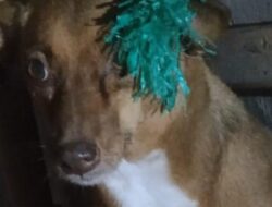 Peduli Terhadap Semua Makhluk Hidup, Damkar Makassar Selamatkan Anjing Terkena Busur