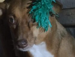 Anjing di Makassar Dibusur Anak Tetangga, Damkar Turun Tangan