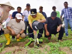 Warga Bantaeng Harap Tanaman Pisang Cavendish Ubah Perekonomian Petani