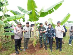 Ditanam Saat Kemarau, Pisang Cavendish di Tamarunang Gowa Dipanen Empat Bulan Lagi