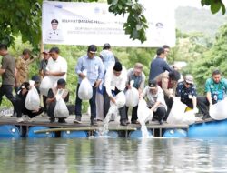 Atasi Kemiskinan Ekstrem, 200 Ribu Benih Ikan Nila Ditebar di Barru
