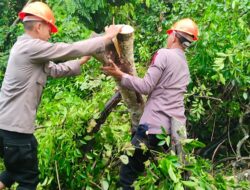 Tim SAR Brimob Bone Evakuasi Pohon Tumbang, Danyon Ichsan; Wujud Bhakti Brimob Untuk Masyarakat