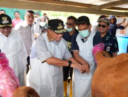 Melalui Inseminasi Buatan, Pj Gubernur Sulsel Dorong Peternak Jadi Pengusaha Ternak