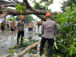 Pohon Tumbang Tutup Jalur Utama Bone Wajo, Brimob Bone Gerak Cepat Lakukan Evakuasi