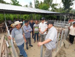 Tandassura Polman, Akan Dijadikan Kampung Peternak Kambing di Sulbar