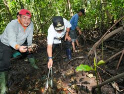 Jadikan Sulbar Provinsi Pengekspor Kepiting, PJ Bahtiar Kembali Tebar Ribuan Benih Kepiting di Kalukku