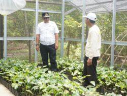 Siap Kembangkan Komoditi Utama Sulbar Seperti Aren, Pj Bahtiar Beli 3.000 Bibit di Polman
