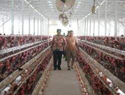 Dinas Peternakan dan Keswan Segera Terbentuk, Peternak Bersyukur dan Harap Pembinaan dari Pemerintah
