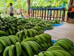 Tanah Subur Lebih Cepat Panen Pisang Cavendish, Pj Bahtiar Ajak Masyarakat Manfaatkan Potensi Untuk Mendukung Swasembda