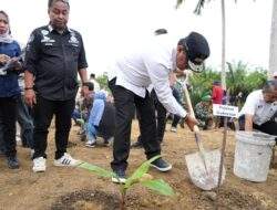 Antusiasnya Warga Pasangkayu Menanam Pisang Cavendis