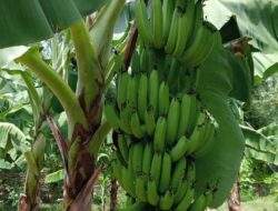 Program Cavendish  Pj Bahtiar Berhasil, Petani Sulbar Akan Panen, Raup 1 Miliar