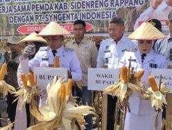Panen Raya Jagung Bersama PT. Syngenta Indonesia, Sambut Kedatangan Bupati dan Wakil Bupati Sidrap