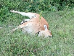 Personel Polsek Majauleng Datangi TKP Penemuan Sapi Warga Mati Dikebun Diduga Keracunan