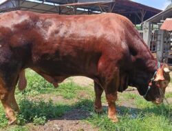Sapi Presiden Prabowo untuk Sidrap Seberat 1,1 Ton : Bukti Perhatian Negara kepada Rakyat