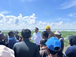 Sawah Terendam, Harapan Petani Sidrap Disambut Aksi Cepat Bupati Syaharuddin Alrif yang Turun Langsung