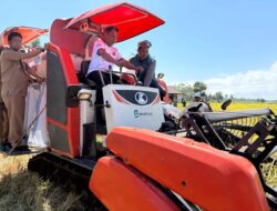 Bupati Sidrap Panen Perdana Padi di Bila Riawa, Fokus Tingkatkan Sektor Pertanian