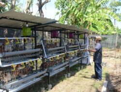 Urban Farming & Diversifikasi Usaha, Tanjung Merdeka Jadi Role Model Ekonomi Hijau