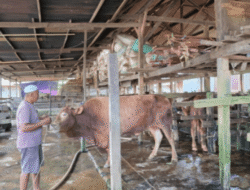 DPRD Makassar Minta Pengawasan Ketat Hewan Kurban Jelang Iduladha 2025