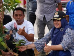 Jalan Baru Depan SKPD Sidrap Dihijaukan dengan Ratusan Tanaman Alpukat