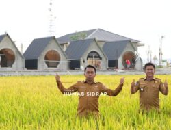 Produksi Padi Sidrap 2025 Naik Signifikan, Nilai Produksi Tembus Rp4,51 Triliun