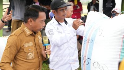 Fantastis! Petani di Salomallori Kantongi Rp 11 Juta/Bulan, Bukti Nyata Program Pertanian Syaharuddin-Nur Kanaah