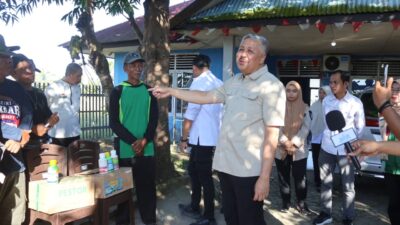 Serangan Hama Ancam 1.300 Hektar Sawah di Pinrang, Pemkab Siapkan Langkah Cepat