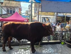 Sapi Kurban Presiden di Makassar Bobot 923 Kg, Appi: Bentuk Kepedulian Pemerintah kepada Masyarakat