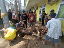 Perumda Pasar Makassar Salurkan 3 Ekor Sapi Qurban, Tebar Manfaat untuk Warga dan Pegawai
