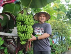 Urban Farming dan Jalan Keluar dari Krisis Sampah Kota